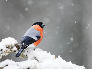 Miniatura: Zimowy QUIZ z wiedzy ogólnej. 10/10 tylko...