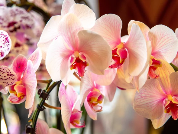 Miniatura: Pokrój w plasterki i włóż do doniczki....