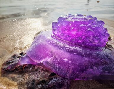 Miniatura: Nietypowe zjawisko na plaży. Kolor tej...