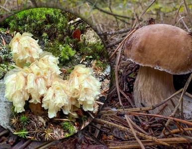 Miniatura: „Leśna śmierć” zwiastunem grzybowego...
