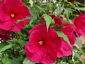 Miniatura: Mój hibiskus co roku ma kwiaty większe od...