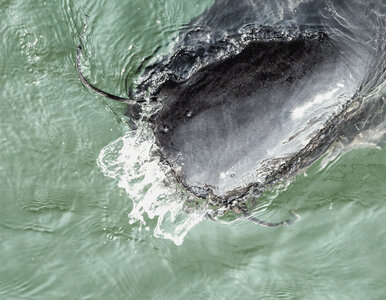 Miniatura: Wędkarze złowili gigantycznego suma....