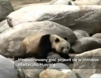 Miniatura: Ranna panda przywędrowała do chińskiego...