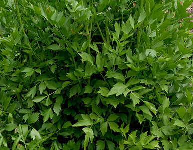 Miniatura: Pozwoliłam mu rosnąć. Po jednym sezonie...