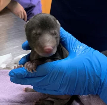 Uratowany niedźwiadek 