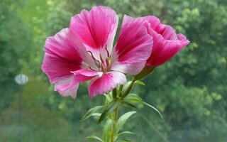 Godecja zachwyca delikatnymi, satynowymi kwiatami i&nbsp;kwitnie nieprzerwanie przez wiele tygodni, przyciągając do&nbsp;ogrodu motyle i&nbsp;pszczoły