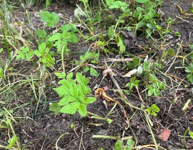 Miniatura: Teściowa robi to we wrześniu. Wiosną...