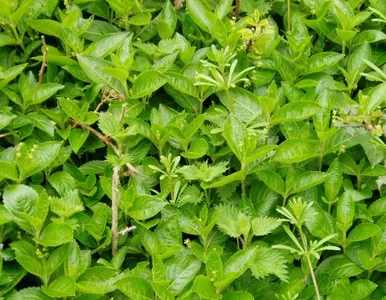 Miniatura: Brytyjczycy rywalizują o to, kto... zje...