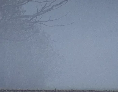 Miniatura: Powietrze w polskich miastach najbardziej...