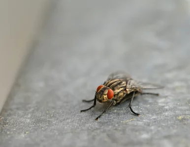 Miniatura: Goście pytają, dlaczego przy oknie wisi...