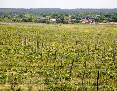 Miniatura: „Polskie Bordeaux”. Tu znajdziesz winnicę...