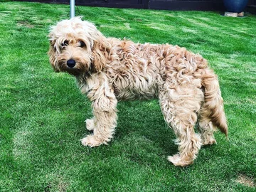 Cockapoo Daisy 