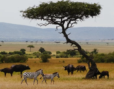 Miniatura: QUIZ o zwierzętach świata. Jak dobrze je...