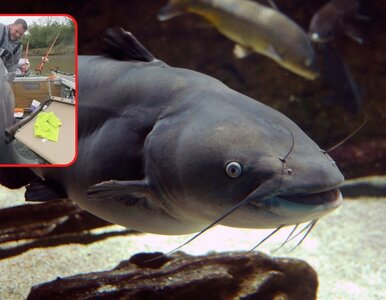 Miniatura: Kolega zdradził mu miejscówkę na ryby,...