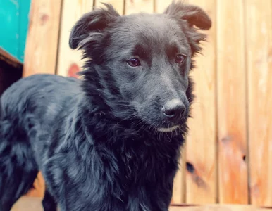 Miniatura: Pies wyczuje to w sekundę. Wyniki badań...