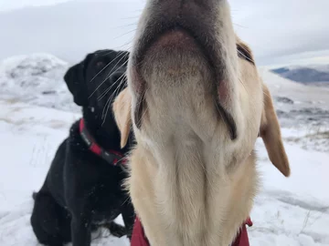 Olive i Mabel 