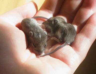 Miniatura: Myszy pomogą polskim naukowcom walczyć z...