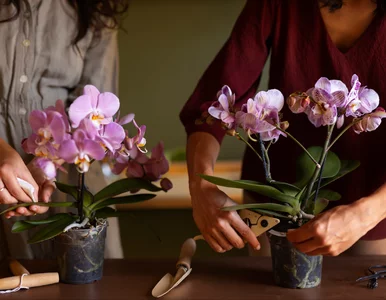 Miniatura: Naturalny nawóz z kuchennych resztek ożywi...