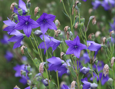 Miniatura: Ślimaki omijają te kwiaty szerokim łukiem....