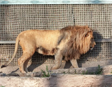 Miniatura: Szokująca tragedia w zoo. Lew zagryzł...