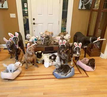 Psy, którymi opiekuje się Chris i Mariesa 