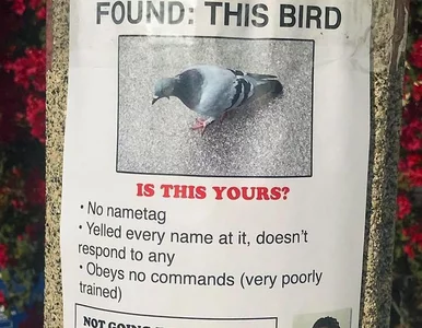 Miniatura: Twórca plakatów trolluje sąsiadów...