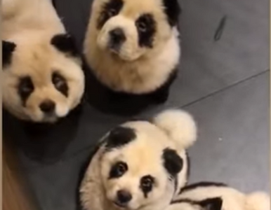 Miniatura: Pofarbowali psy, by wyglądały jak pandy....