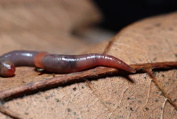 Pierścienica z gatunku Allolobophora chlorotica 