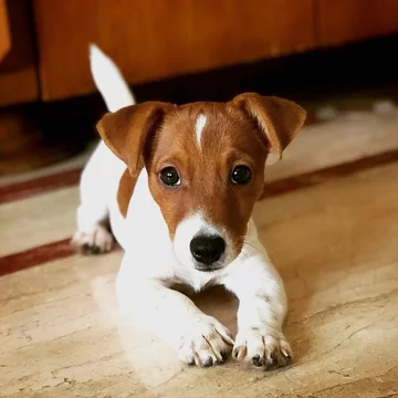 16. Jack Russell terrier 10,488,826 hashtagów związanych z tą rasą na Instagramie.