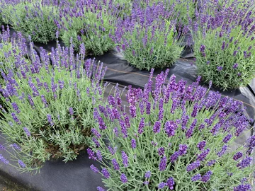 Lawendowa Siwianka, plantacja lawendy pod Warszawą 