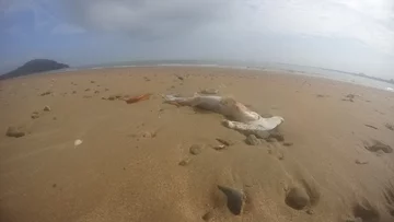 Martwe rekiny na australijskiej plaży 