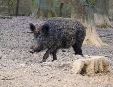 Miniatura: „Leśna wymiana” w Gdyni. Ludzie poszli na...