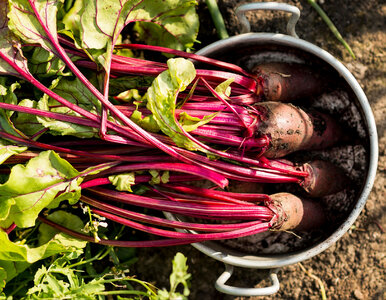 Miniatura: Posiej buraki obok tych warzyw. Korzenie...
