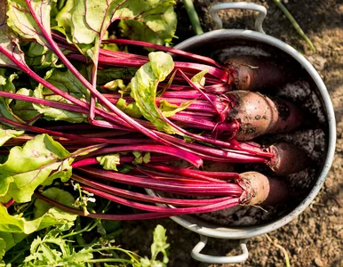 Miniatura: Posiej buraki obok tych warzyw. Korzenie...