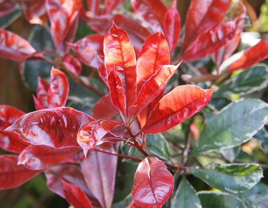 Miniatura: Ogrodnicy oszaleli na jego punkcie....