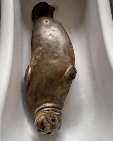 Foka uratowana przez organizację Seal Rescue Ireland 