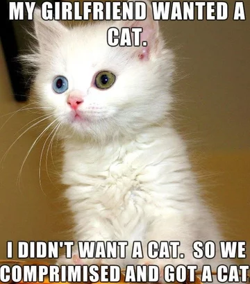 Kot najbardziej memicznym ze zwierząt? 