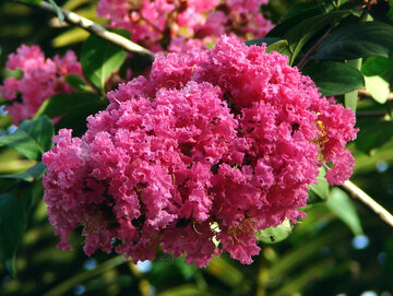 Lagerstroemia, czyli bez południa