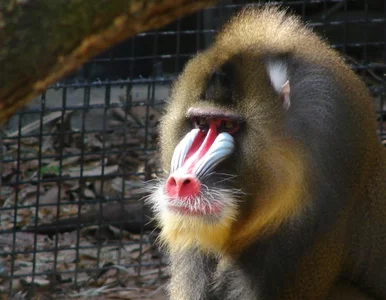 Miniatura: Włochy: pawian uciekł z zoo i... poszedł...