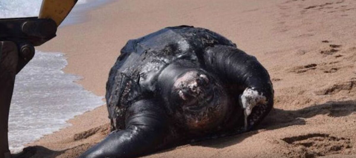 Żółw wyrzucony na brzeg w Calella w Hiszpanii 