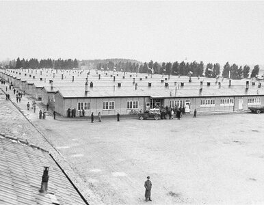 Miniatura: Niemcy w Dachau badali komary. Chcieli ich...
