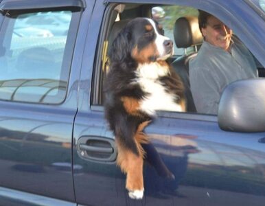 Miniatura: Te psy uwielbiają jazdę autem. Patrząc na...
