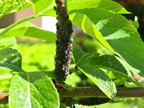 Miniatura: Ten niezawodny oprysk niszczy jaja szkodników