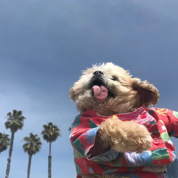 Pies Marnie 