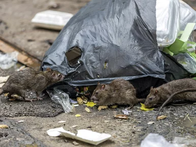Miniatura: Plaga szczurów we Wrocławiu. „One są...