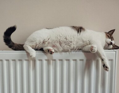 Miniatura: Jeden dźwięk mówi o kotach więcej nich ich...