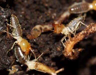 Miniatura: Dwa groźne gatunki się połączyły. Skutki...