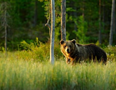 Miniatura: Koszmar niedźwiedzia z Tatr wywołuję gęsią...