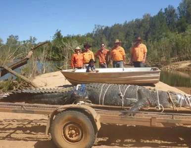 Miniatura: Schwytali ważącego 600 kg krokodyla. Co...