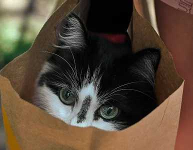 Miniatura: Łatwy QUIZ z polskich przysłów. 10/10 to...